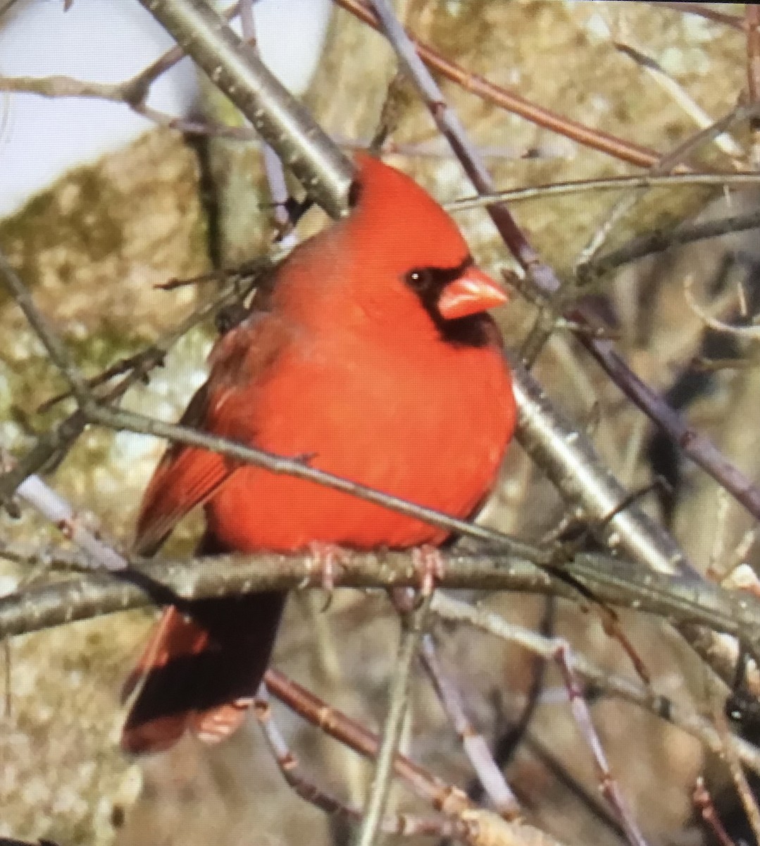 Northern Cardinal - ML646631433