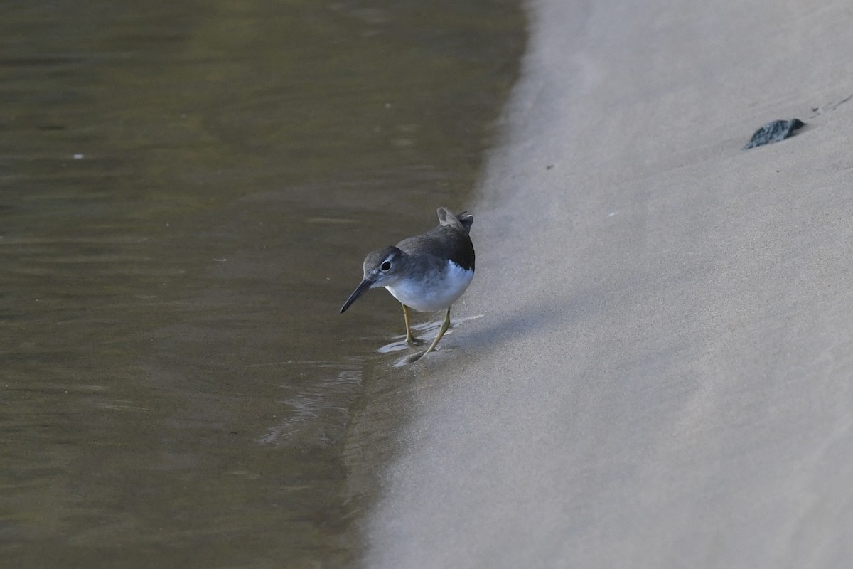 Spotted Sandpiper - ML646631435