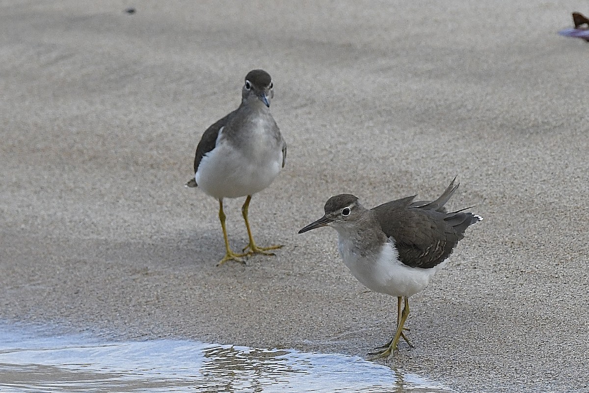 Spotted Sandpiper - ML646631436