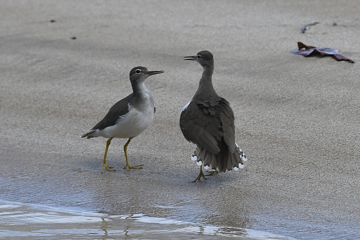 Spotted Sandpiper - ML646631437