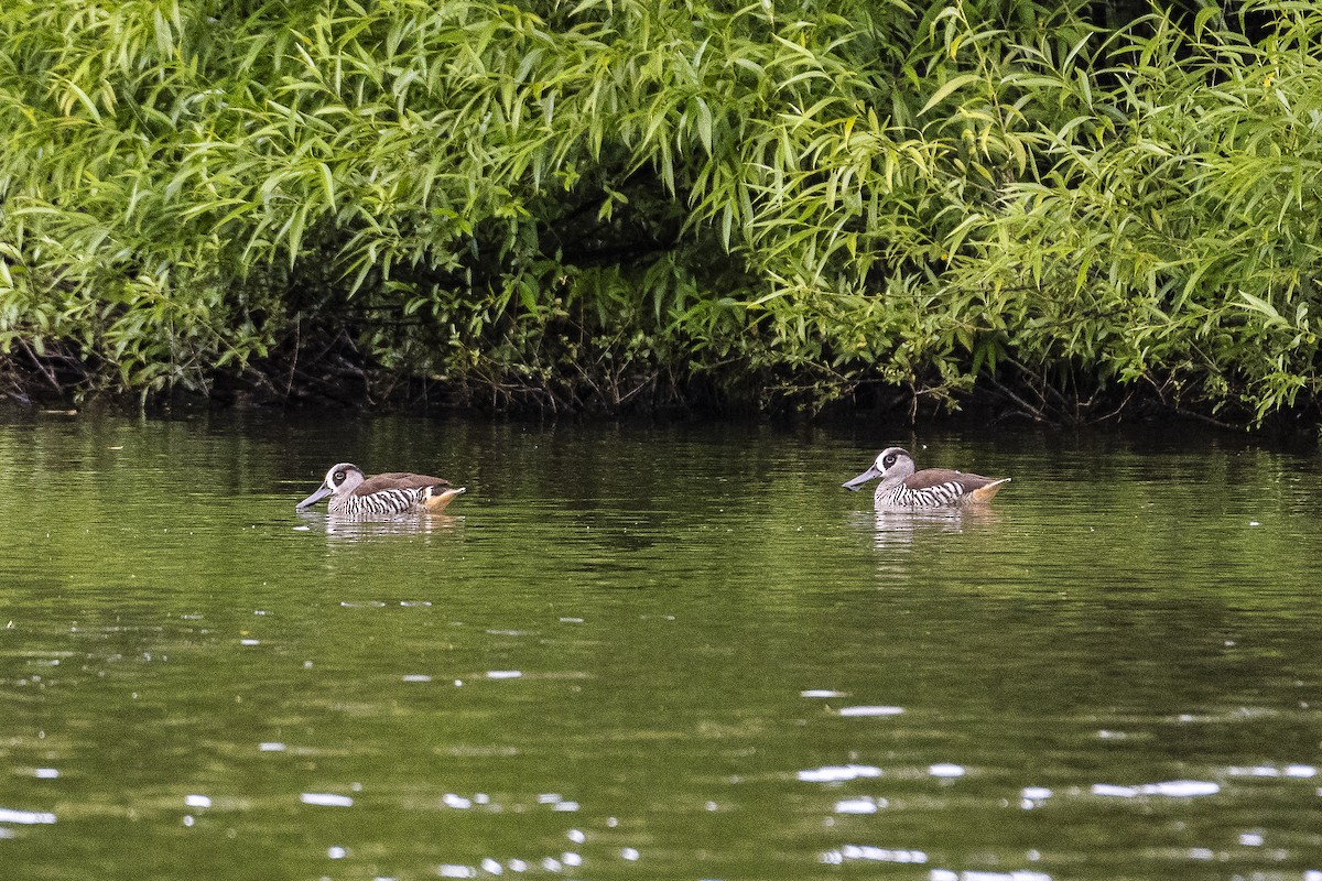 Pink-eared Duck - ML646631438