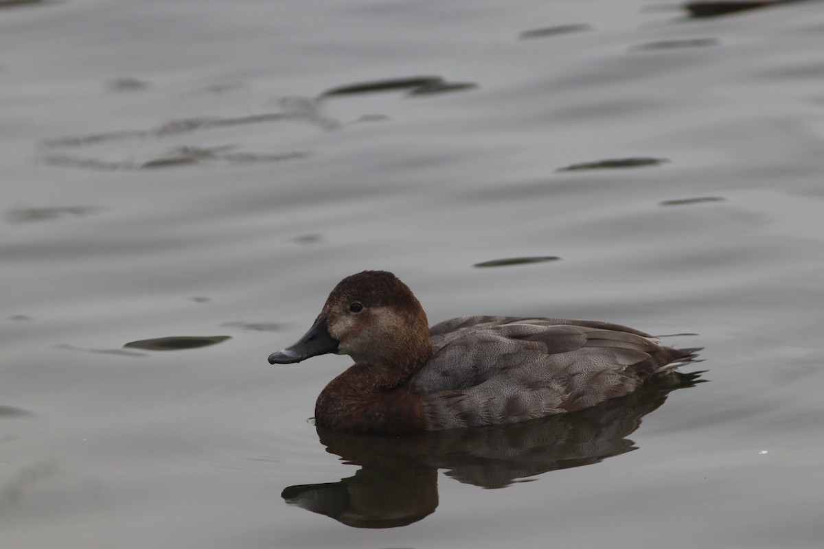 Красноголовый нырок - ML646631440