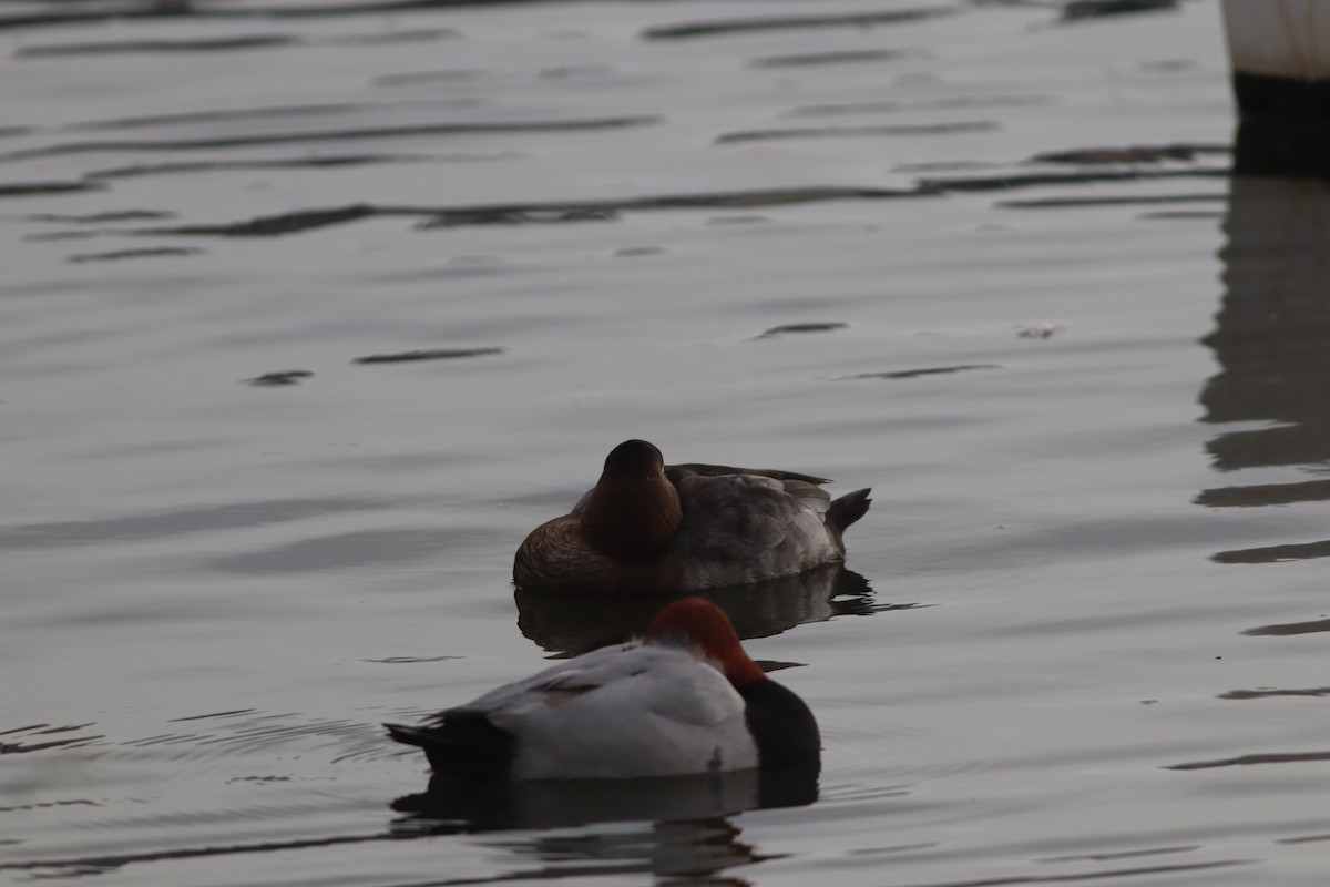 Красноголовый нырок - ML646631441