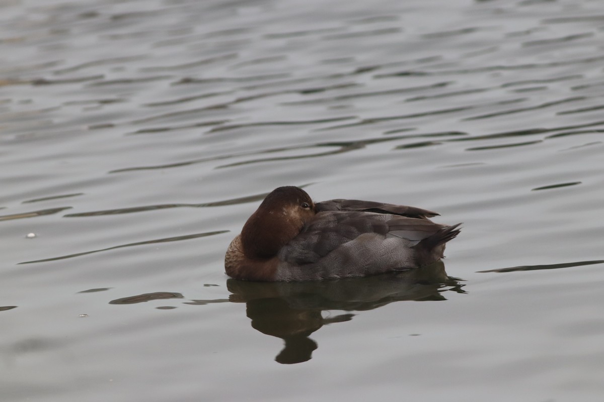 Красноголовый нырок - ML646631442