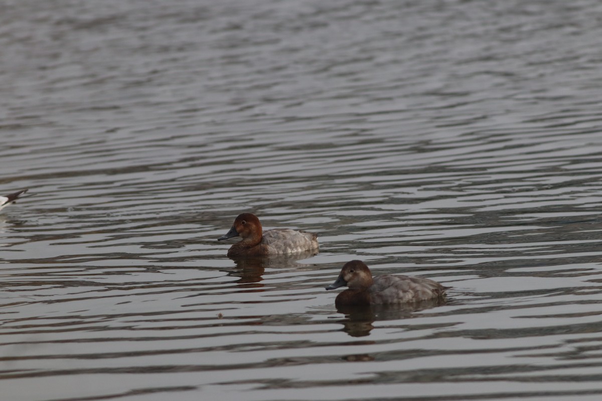 Красноголовый нырок - ML646631443