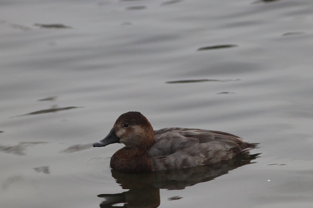 Красноголовый нырок - ML646631444