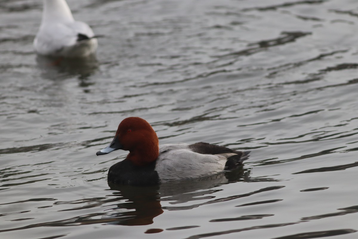 Красноголовый нырок - ML646631446