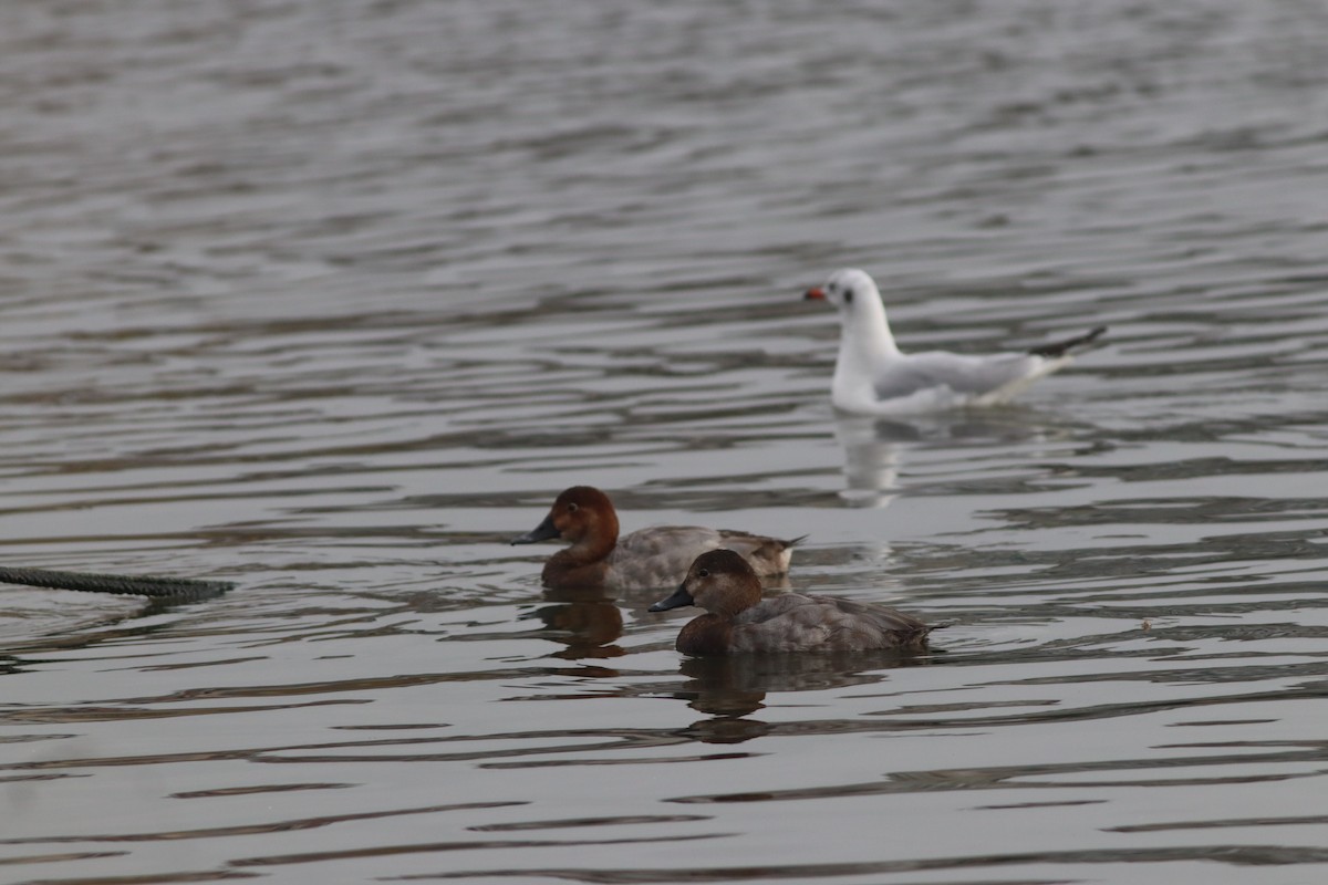 Красноголовый нырок - ML646631447