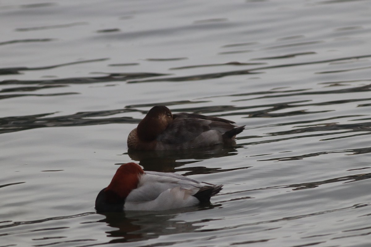 Красноголовый нырок - ML646631448