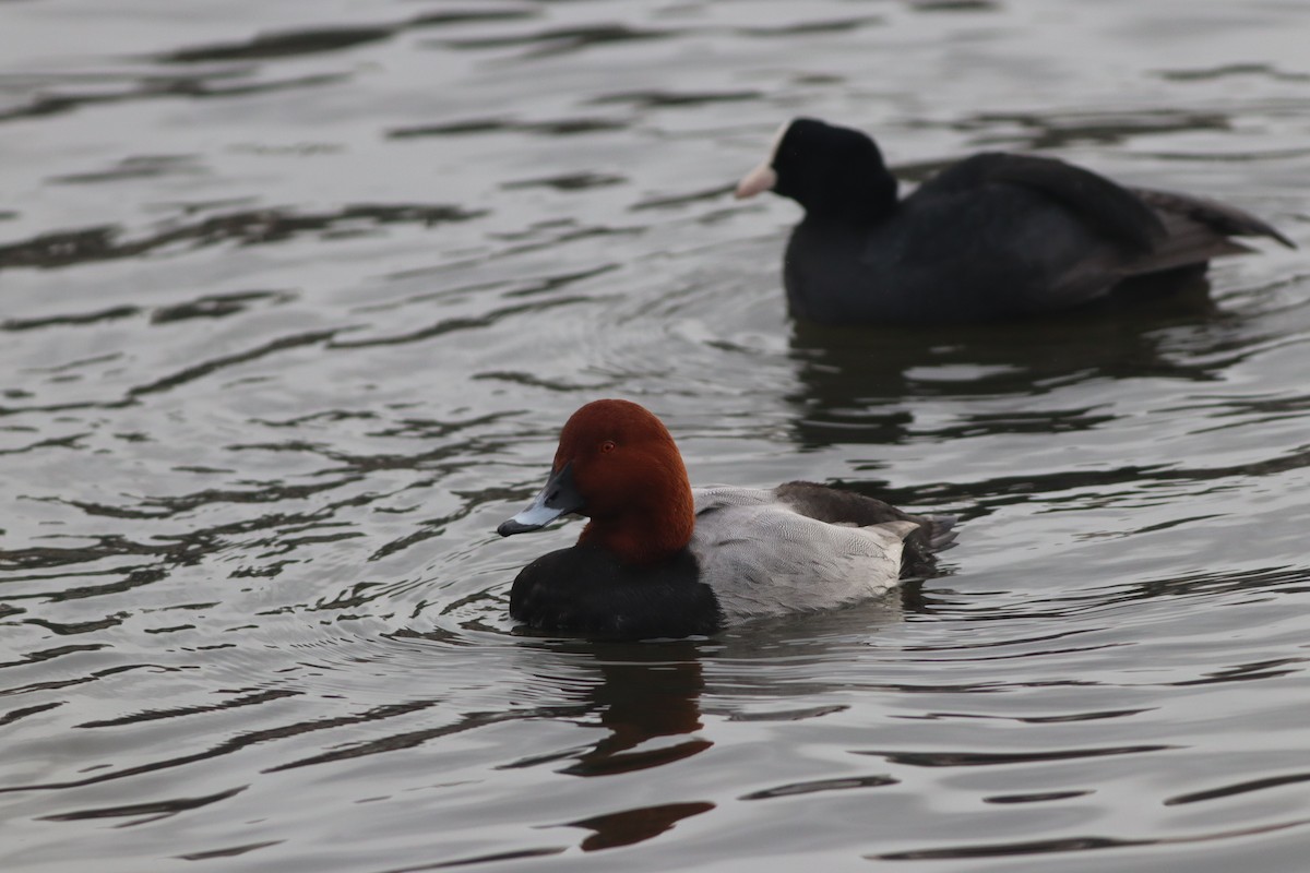 Красноголовый нырок - ML646631450