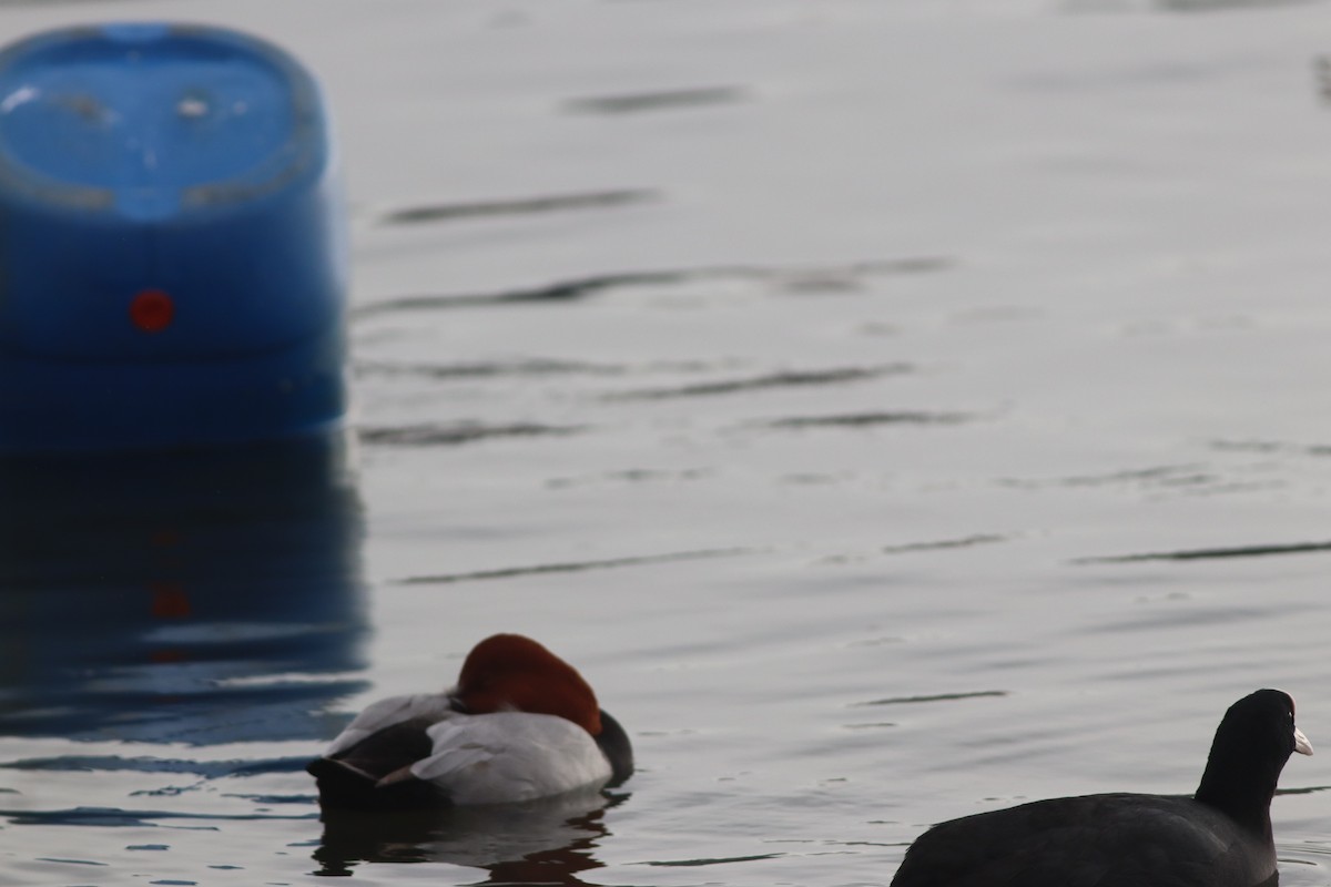 Красноголовый нырок - ML646631451