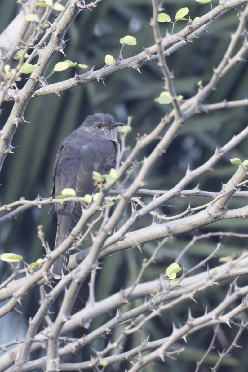 Plaintive Cuckoo - ML646631453