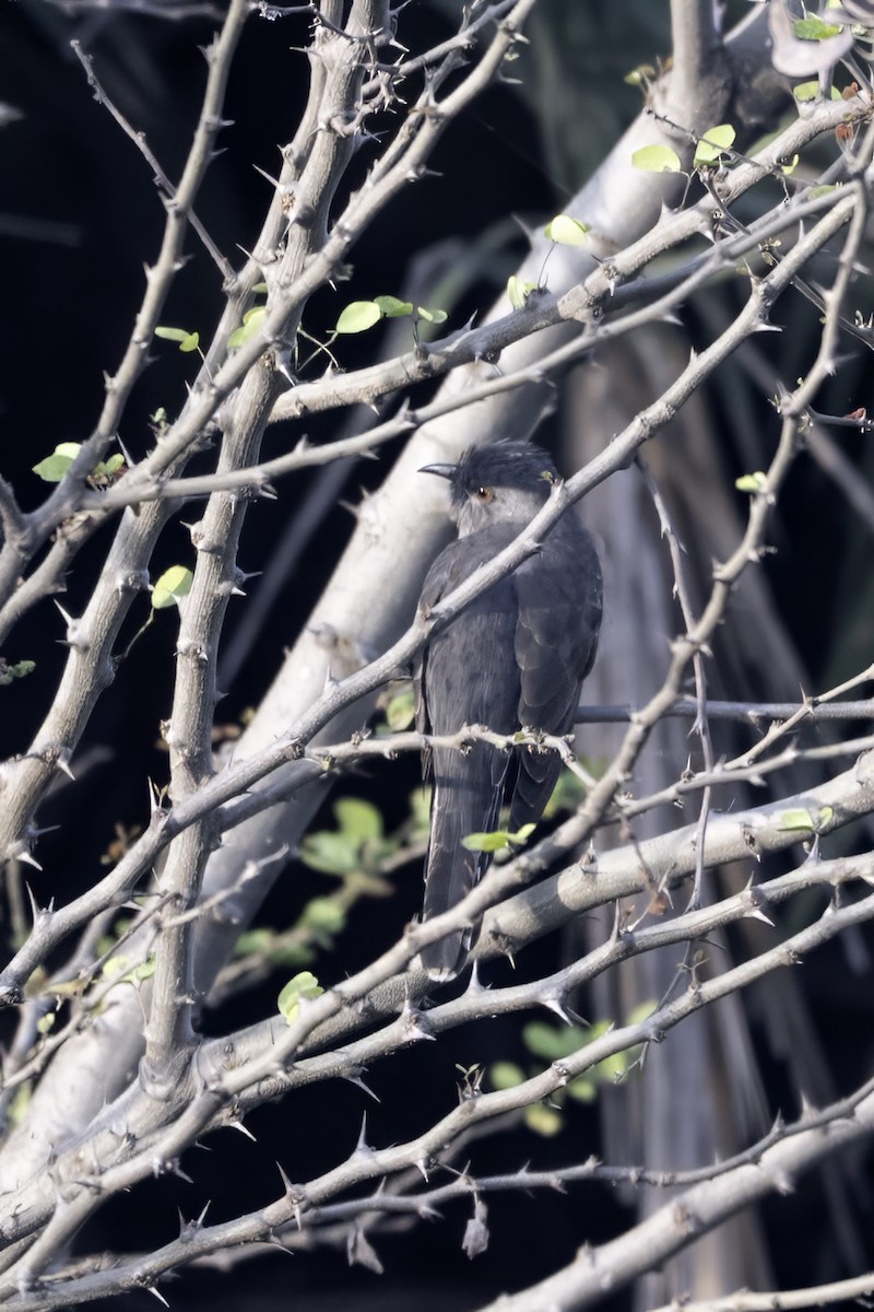 Plaintive Cuckoo - ML646631454