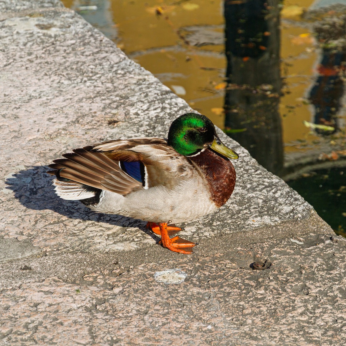 Mallard - ML646631455