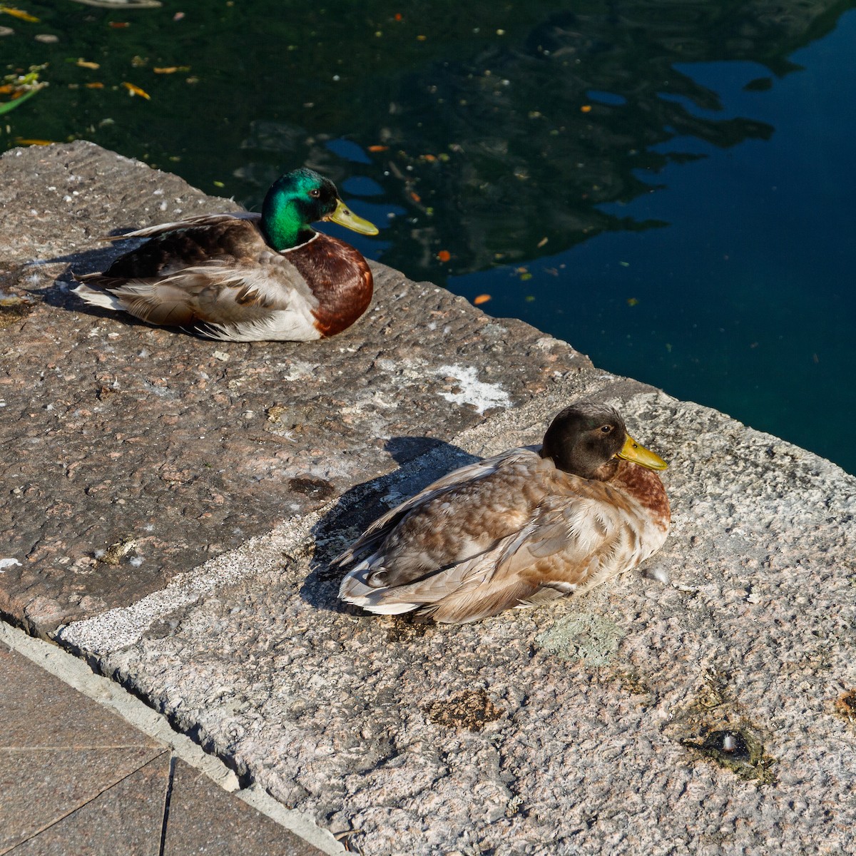 Mallard - ML646631456