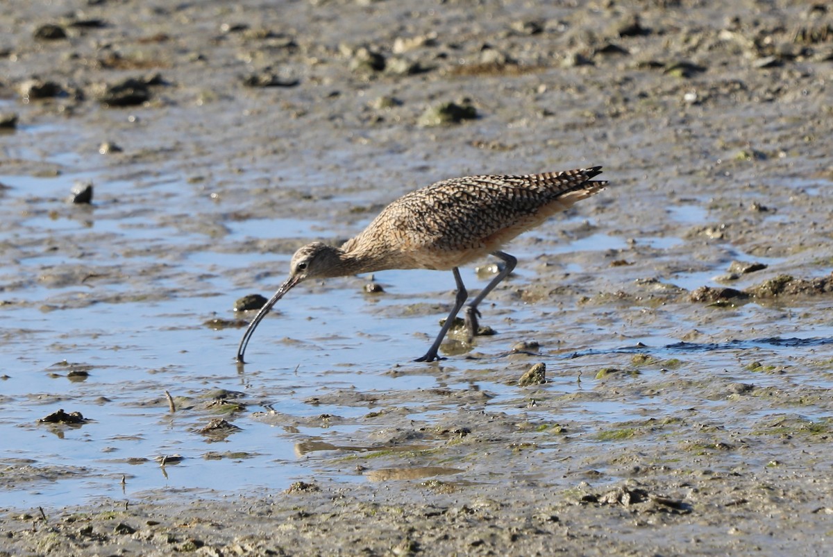 Long-billed Curlew - ML646631457