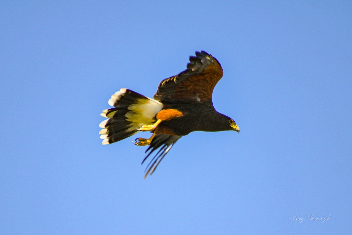 Harris's Hawk - ML646631458