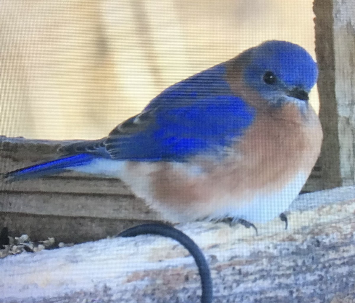 ルリツグミ - ML646631459