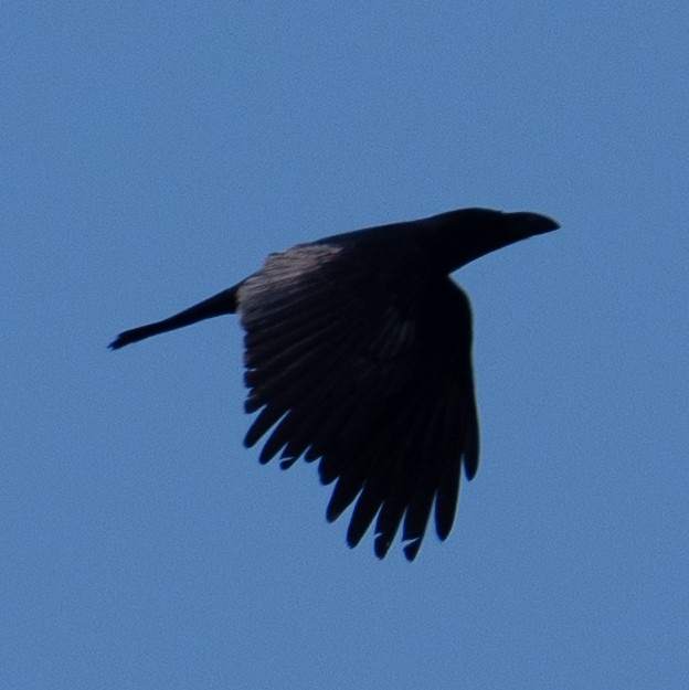 Ворона великодзьоба - ML646631461