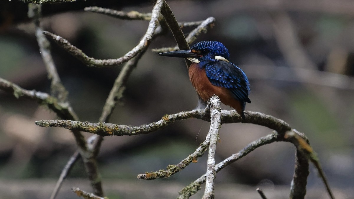 Meninting Yalıçapkını - ML646631462