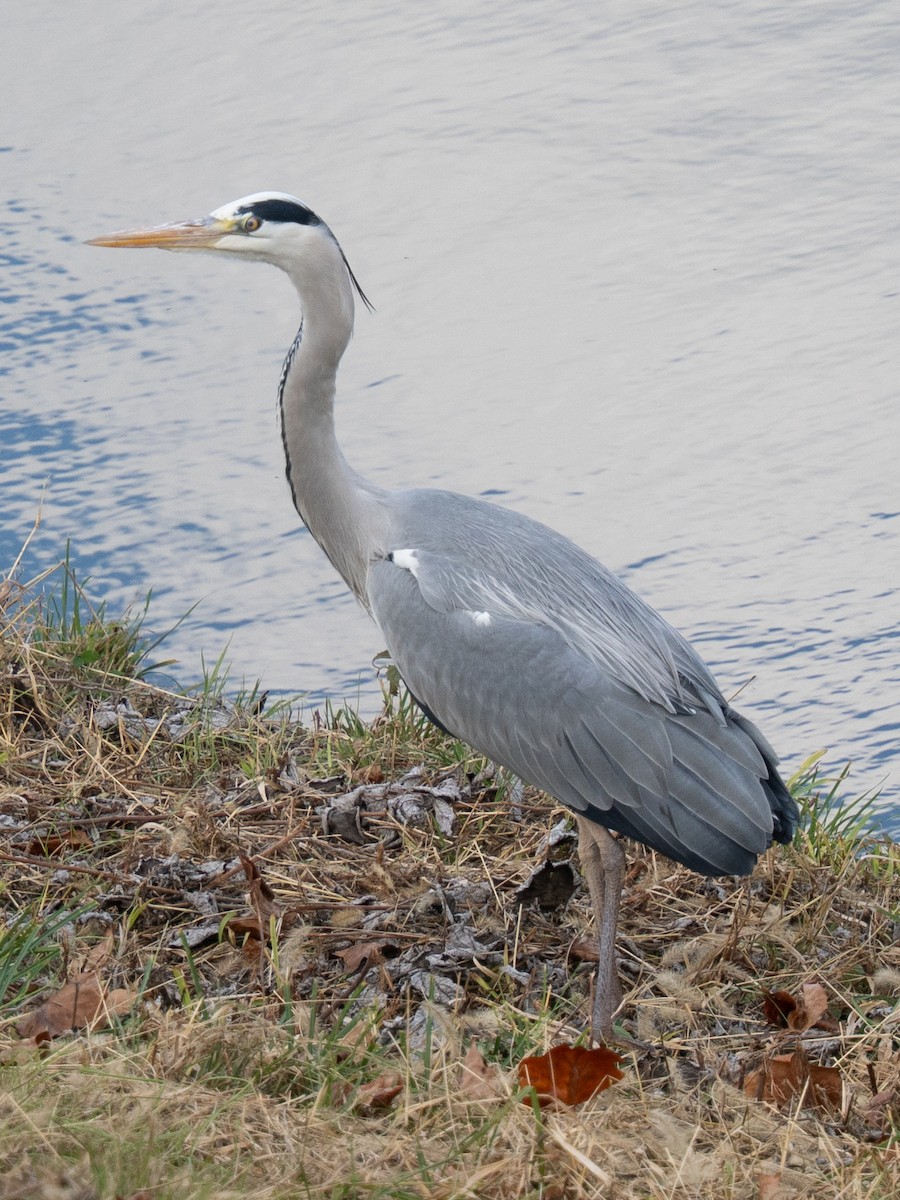 Чапля сіра - ML646631465