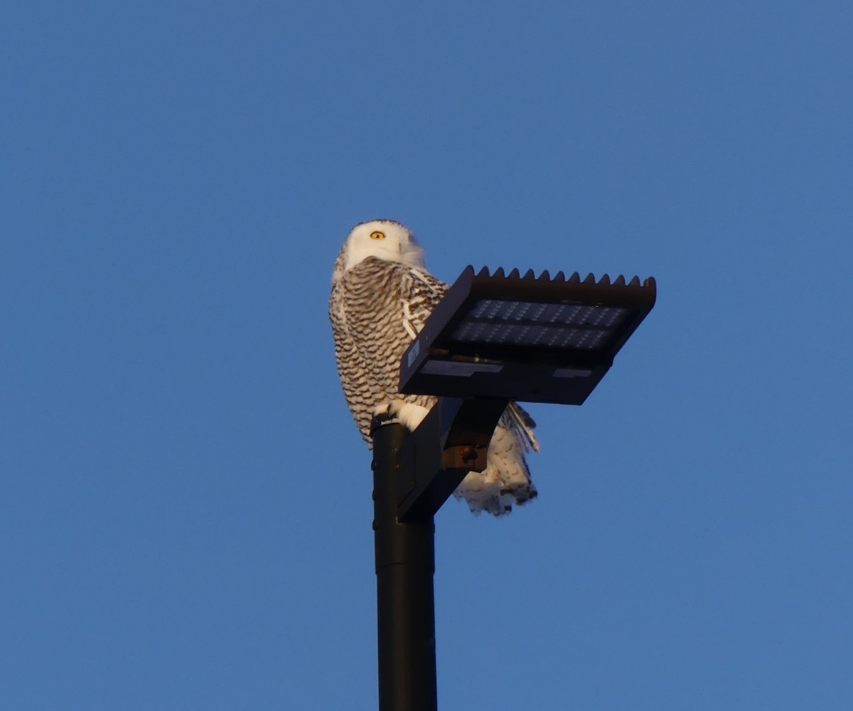 Сова біла - ML646631467