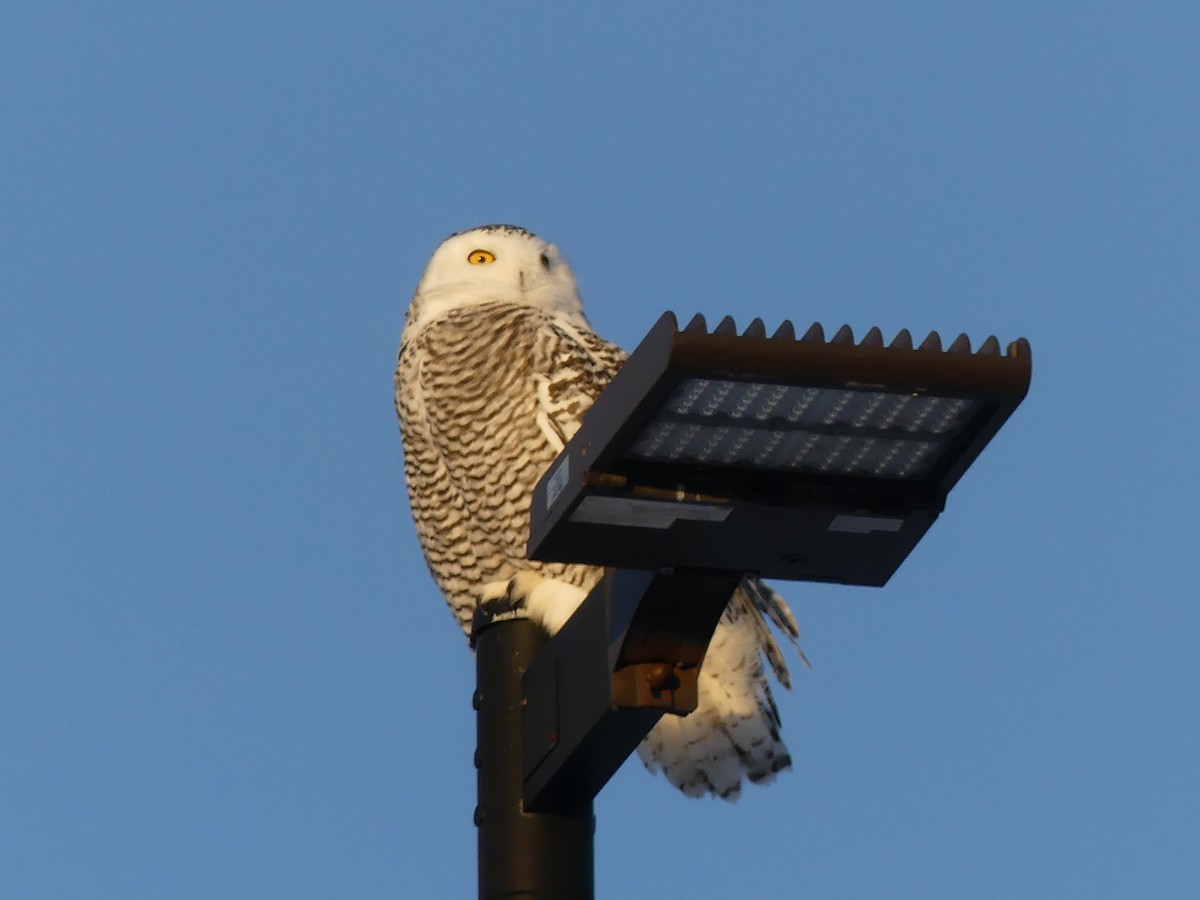 Сова біла - ML646631468