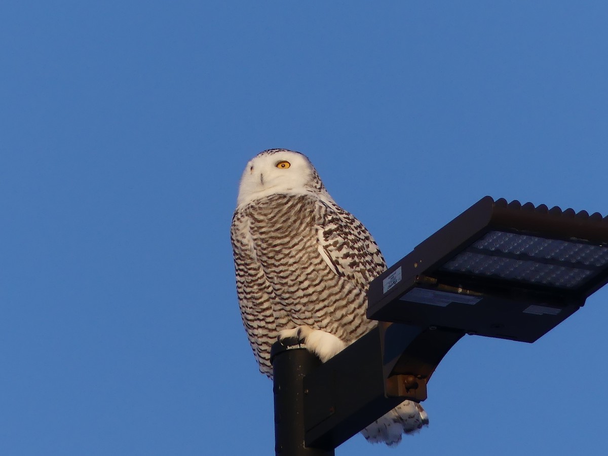 Сова біла - ML646631469