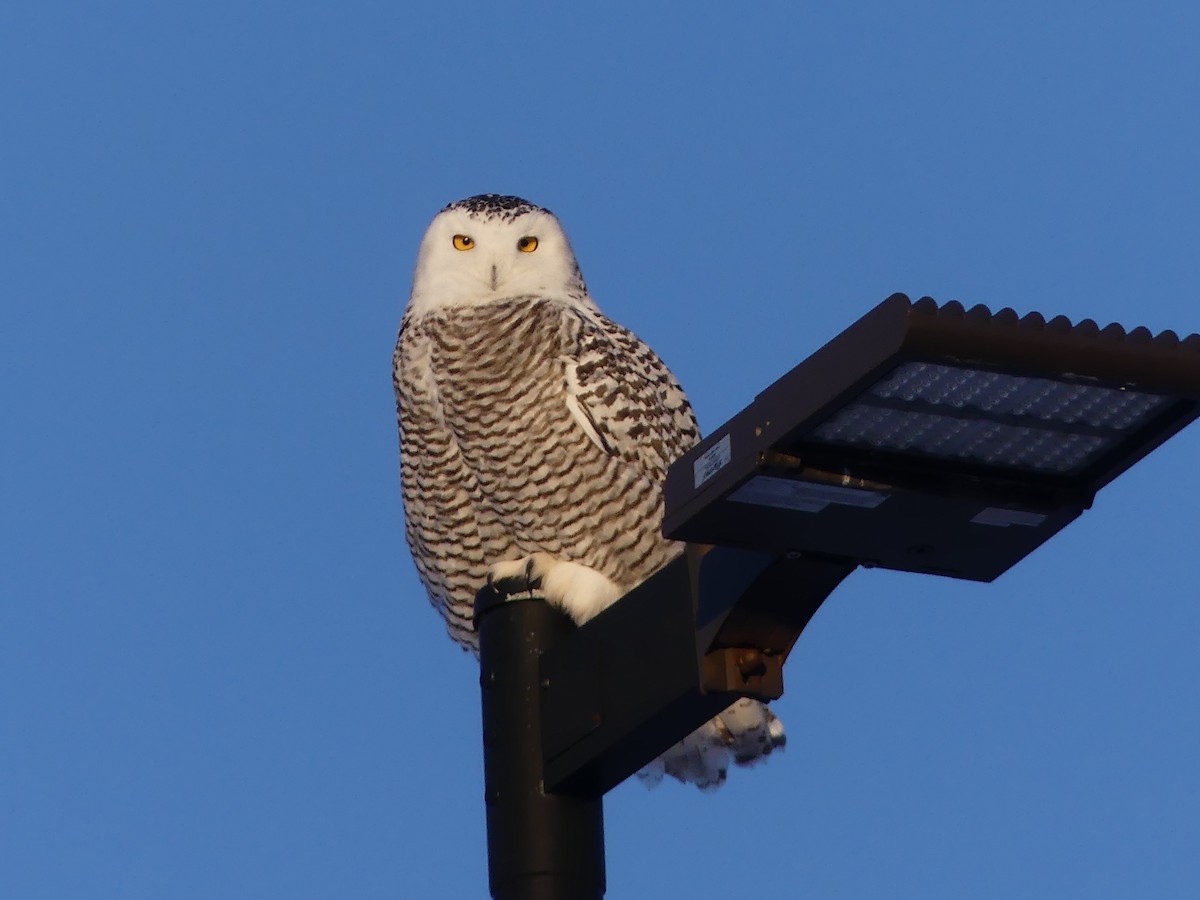 Сова біла - ML646631470