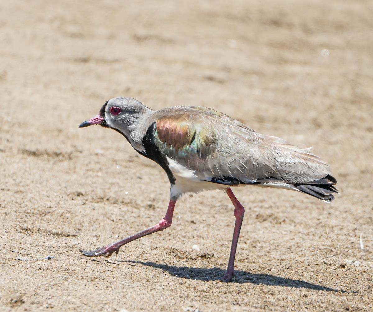 Southern Lapwing - ML646631475