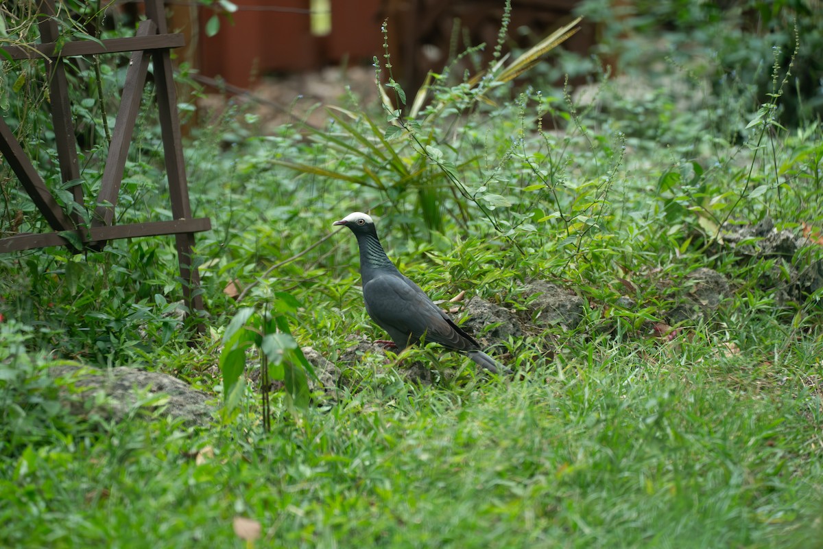 Голуб карибський - ML646631476