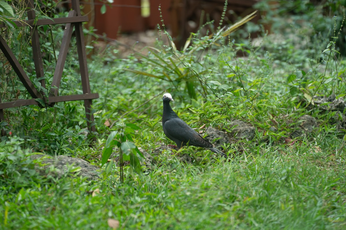 Голуб карибський - ML646631477