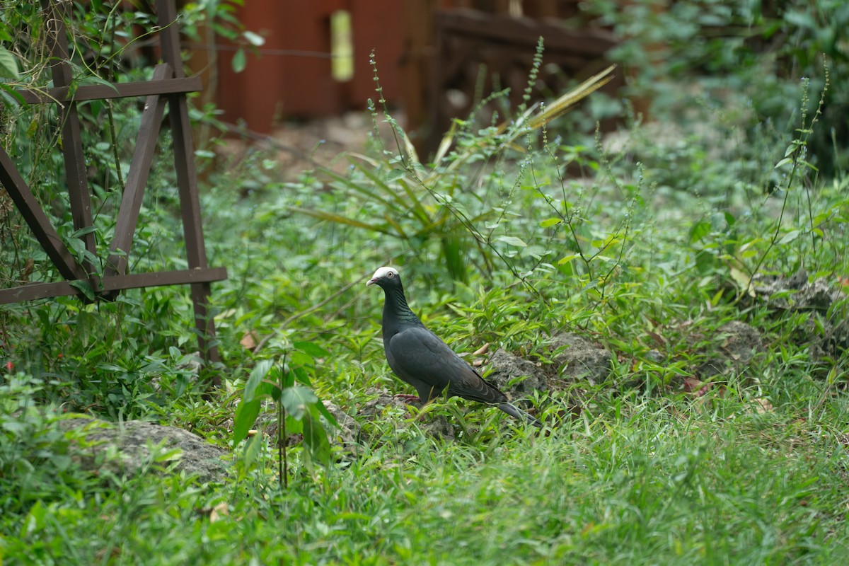 Голуб карибський - ML646631478