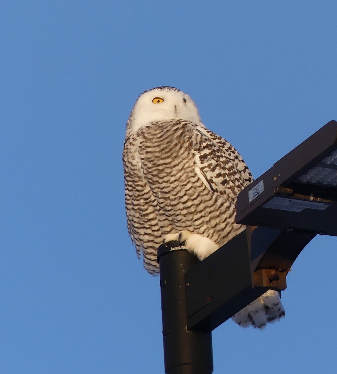 Сова біла - ML646631479