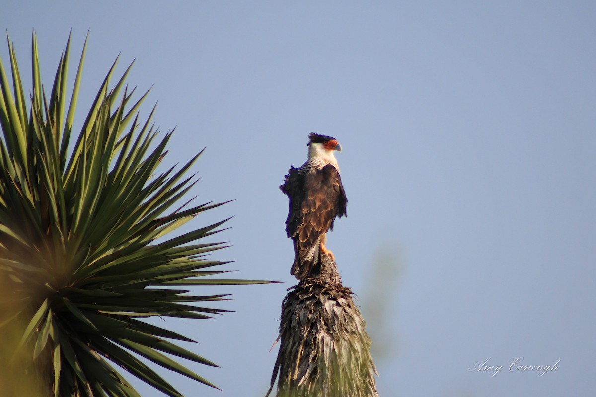 Crested Caracara - ML646631480