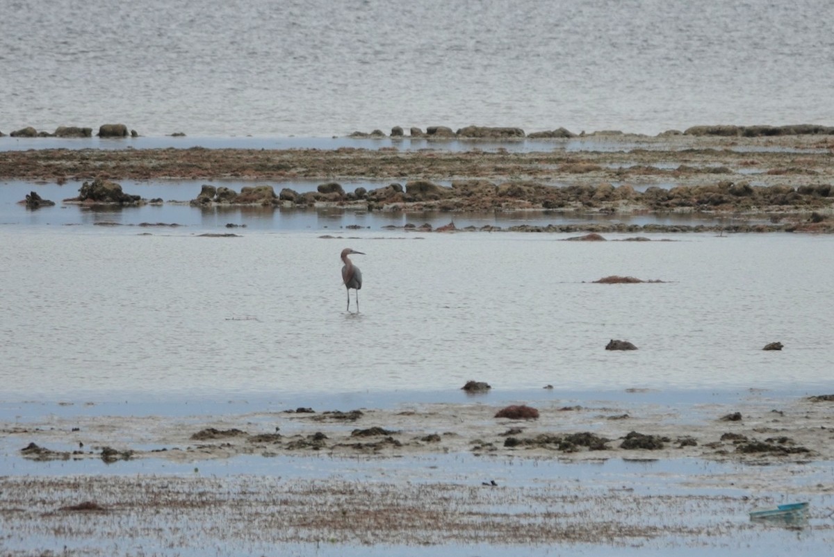 Reddish Egret - ML646631481