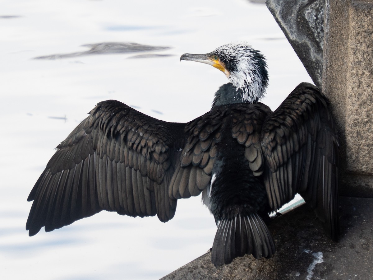 Баклан великий - ML646631482