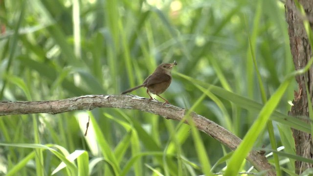 Малюр червоноспинний - ML646631483