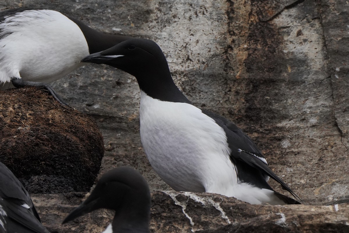 Толстоклювая кайра - ML646631485