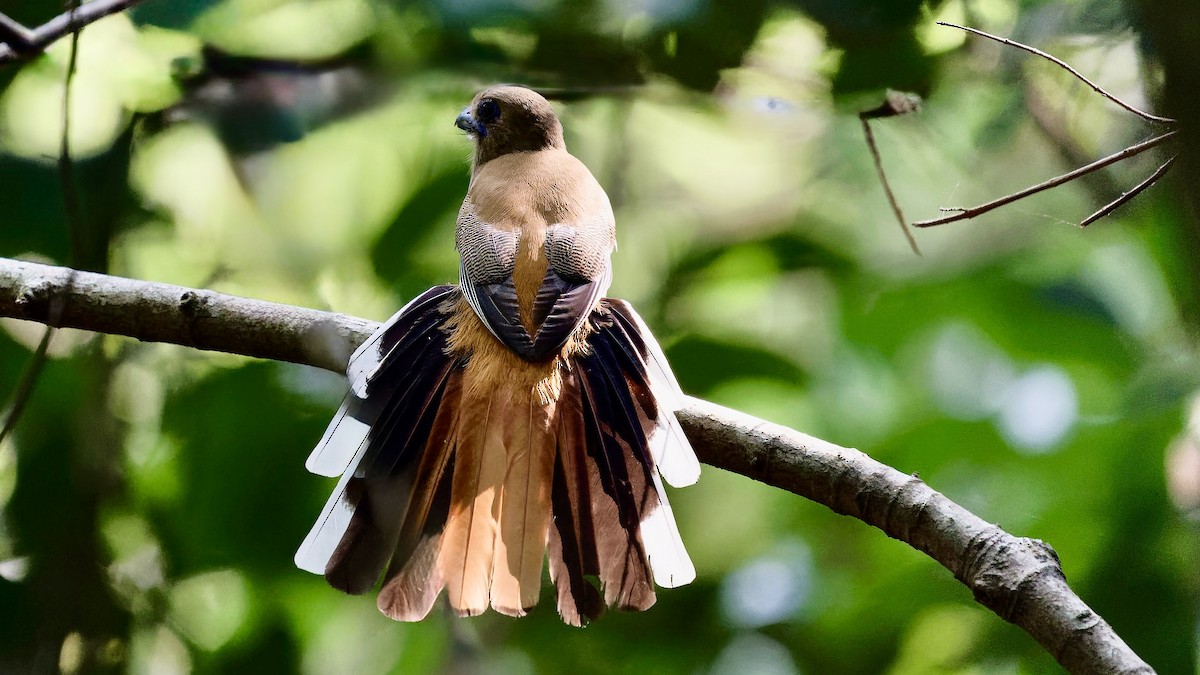 Трогон малабарський - ML646631489