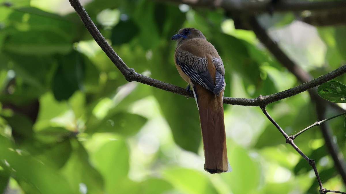 Трогон малабарський - ML646631490