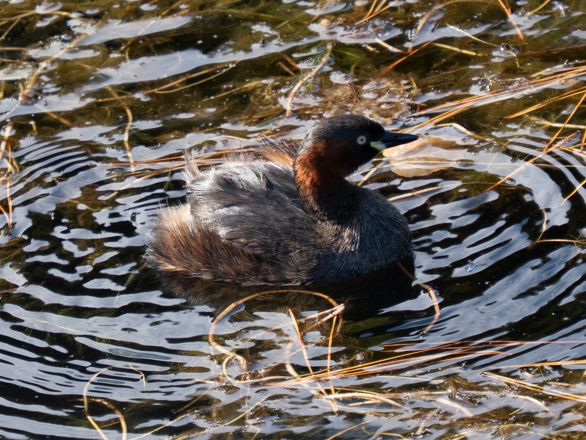 Пірникоза мала - ML646631491