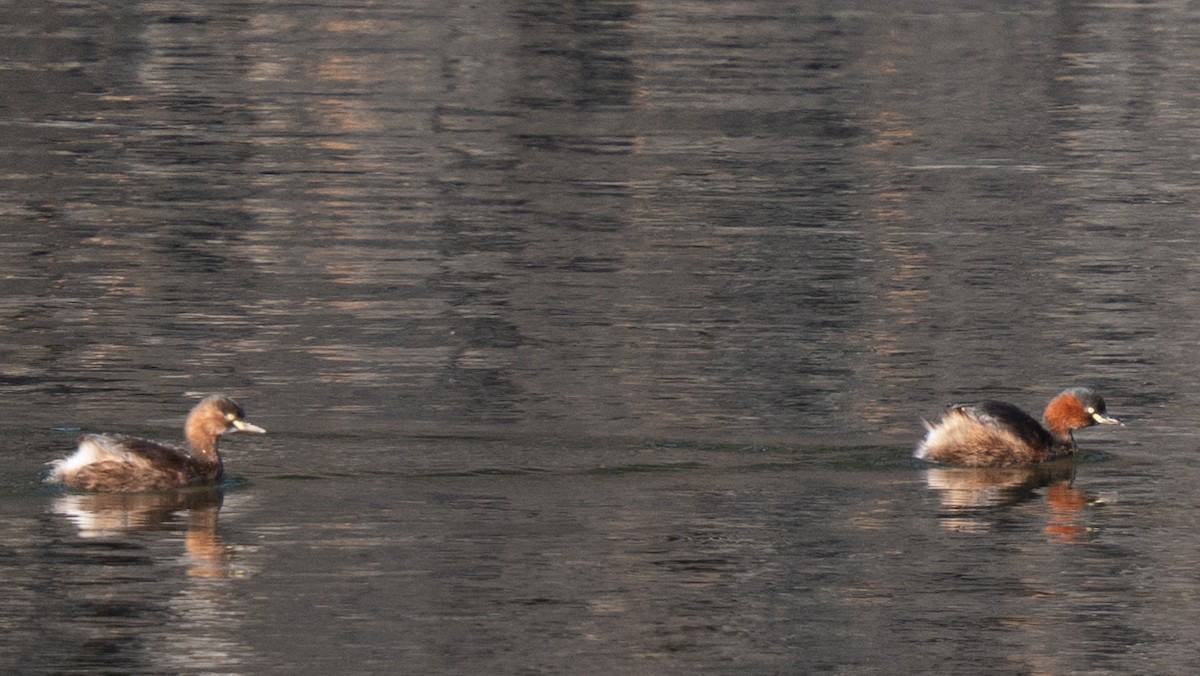 Пірникоза мала - ML646631492