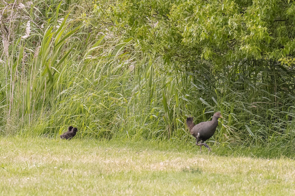 Курочка тасманійська - ML646631495