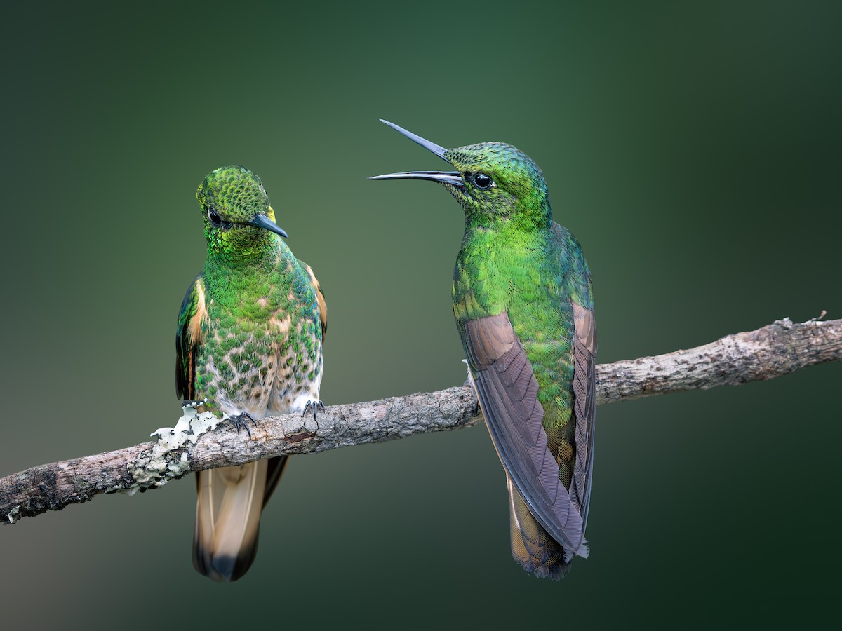 Колібрі-коронет зелений - ML646631496