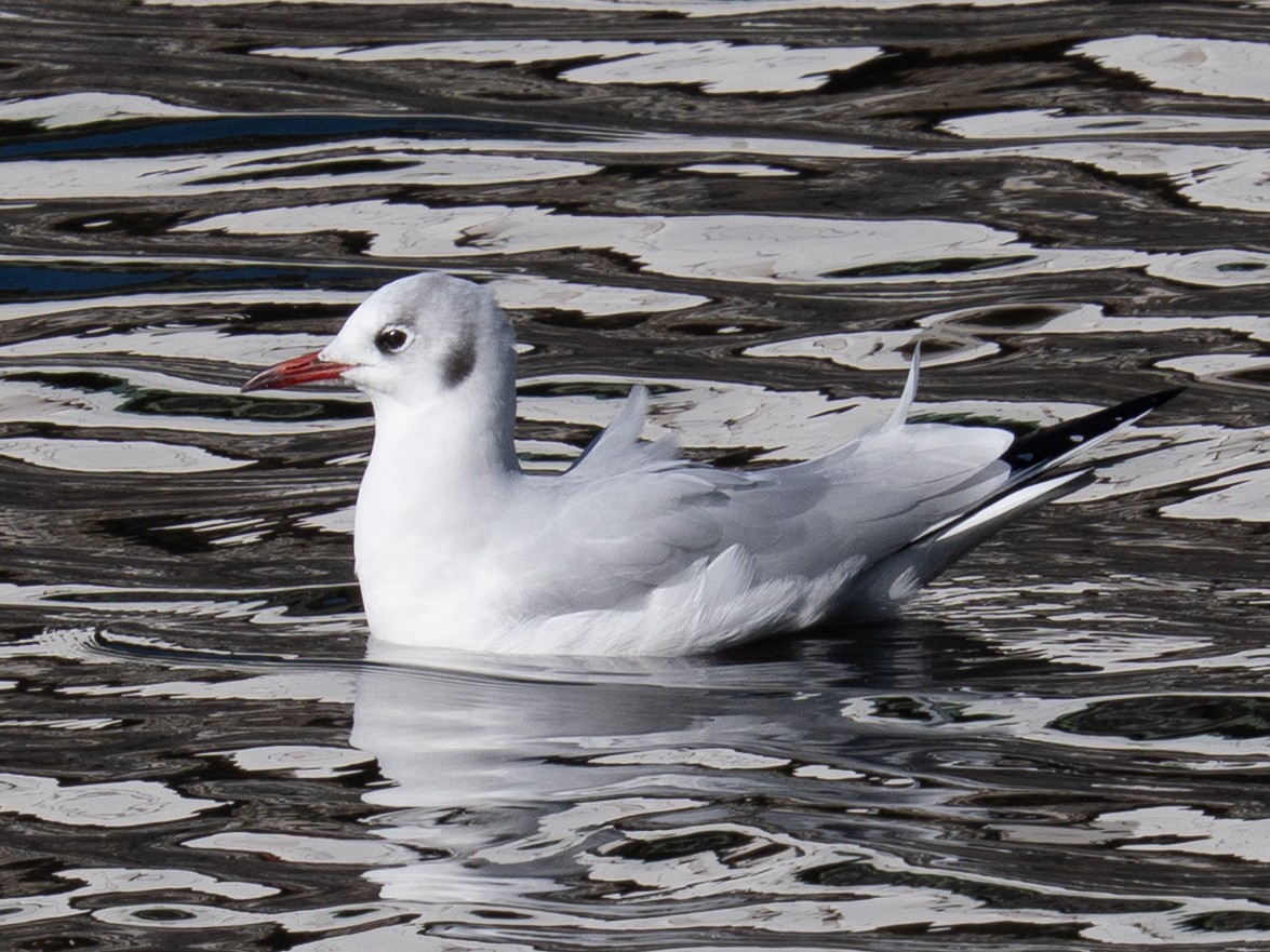 紅嘴鷗 - ML646631497