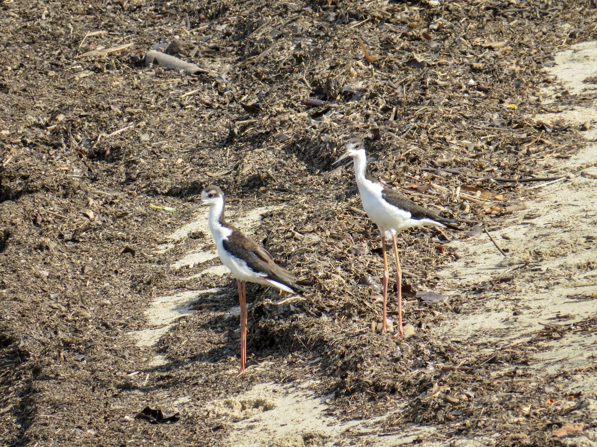 Black-necked Stilt (White-backed) - ML646631498