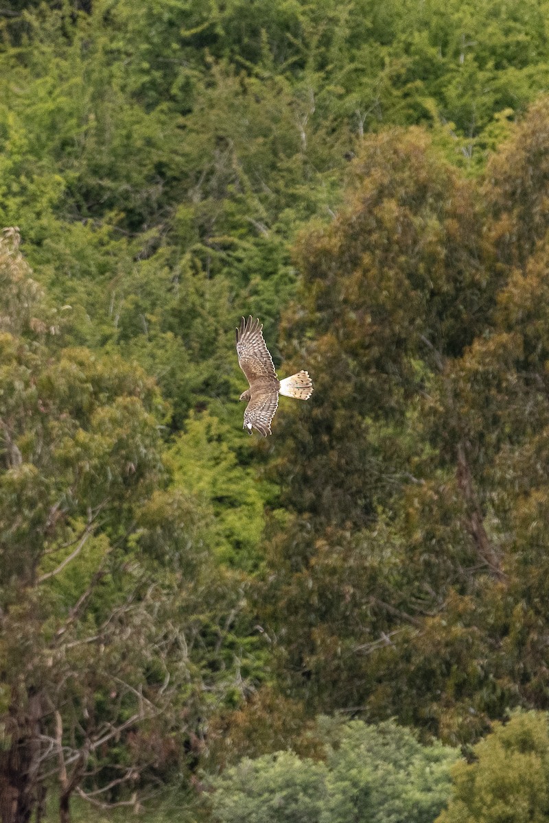 Swamp Harrier - ML646631501