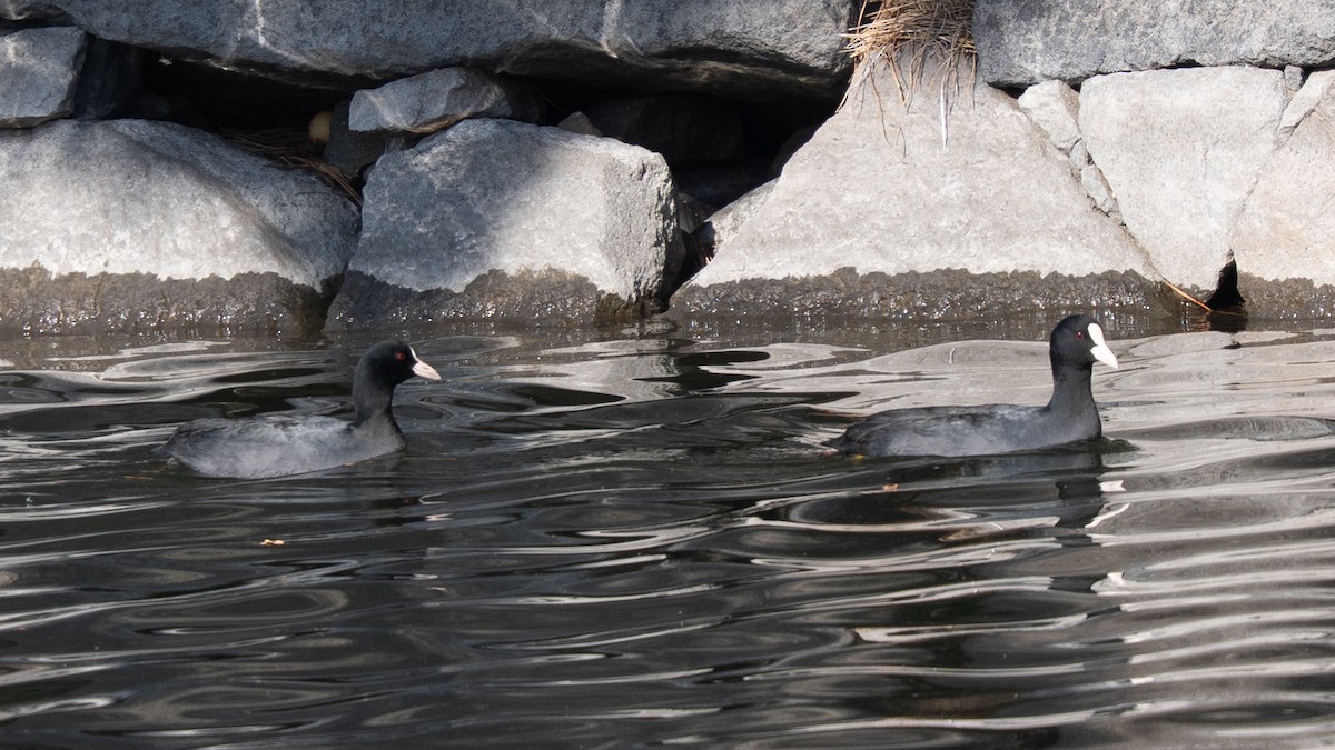 白冠雞 - ML646631503