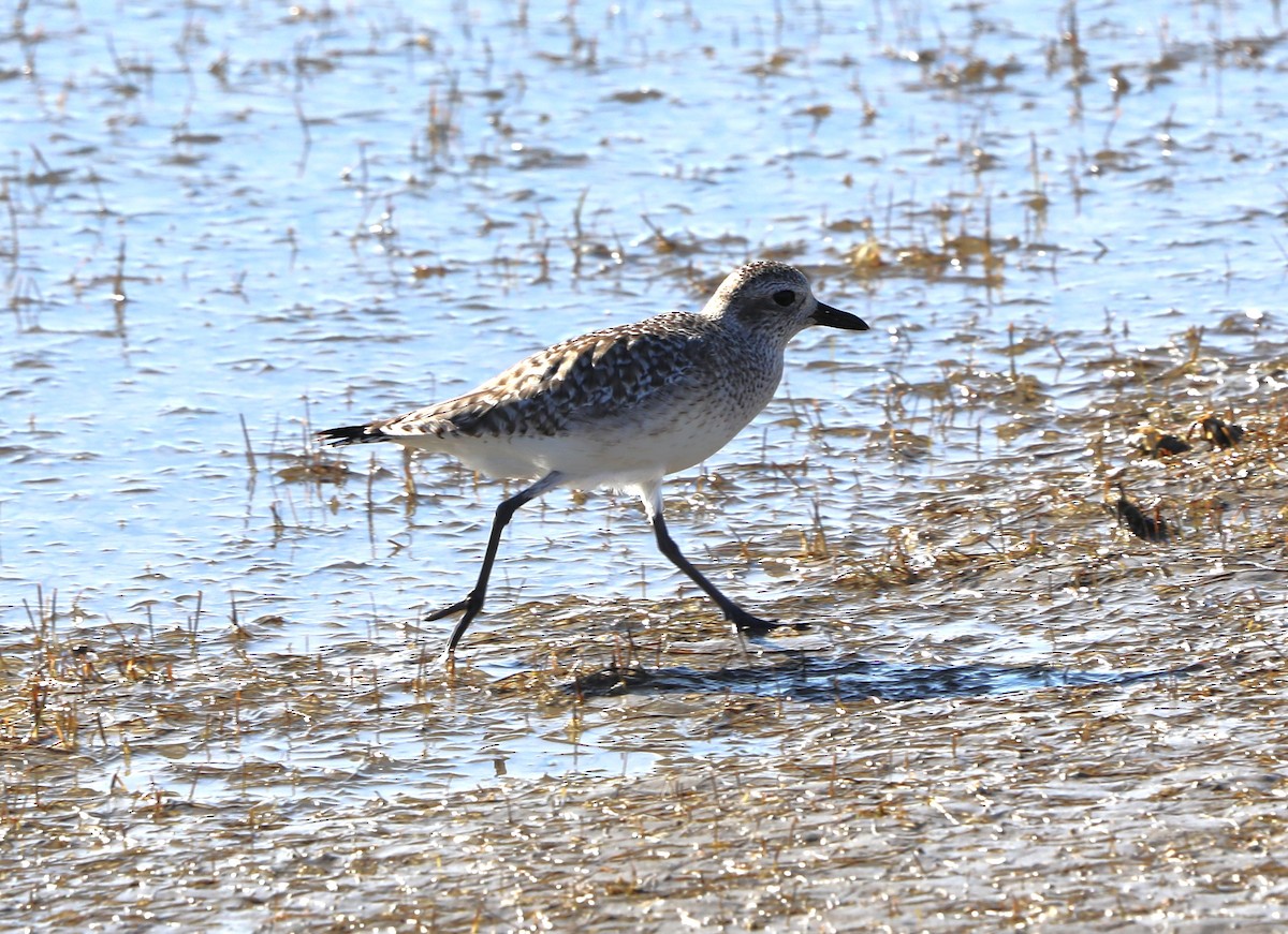 Black-bellied Plover - ML646631505